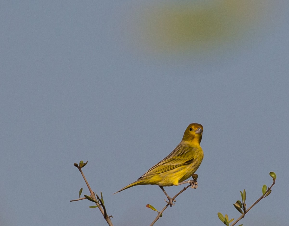 Saffron Finch - ML79802981