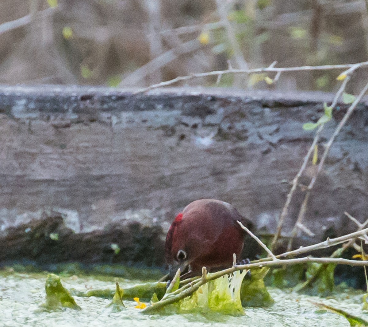 Red-crested Finch - ML79803201