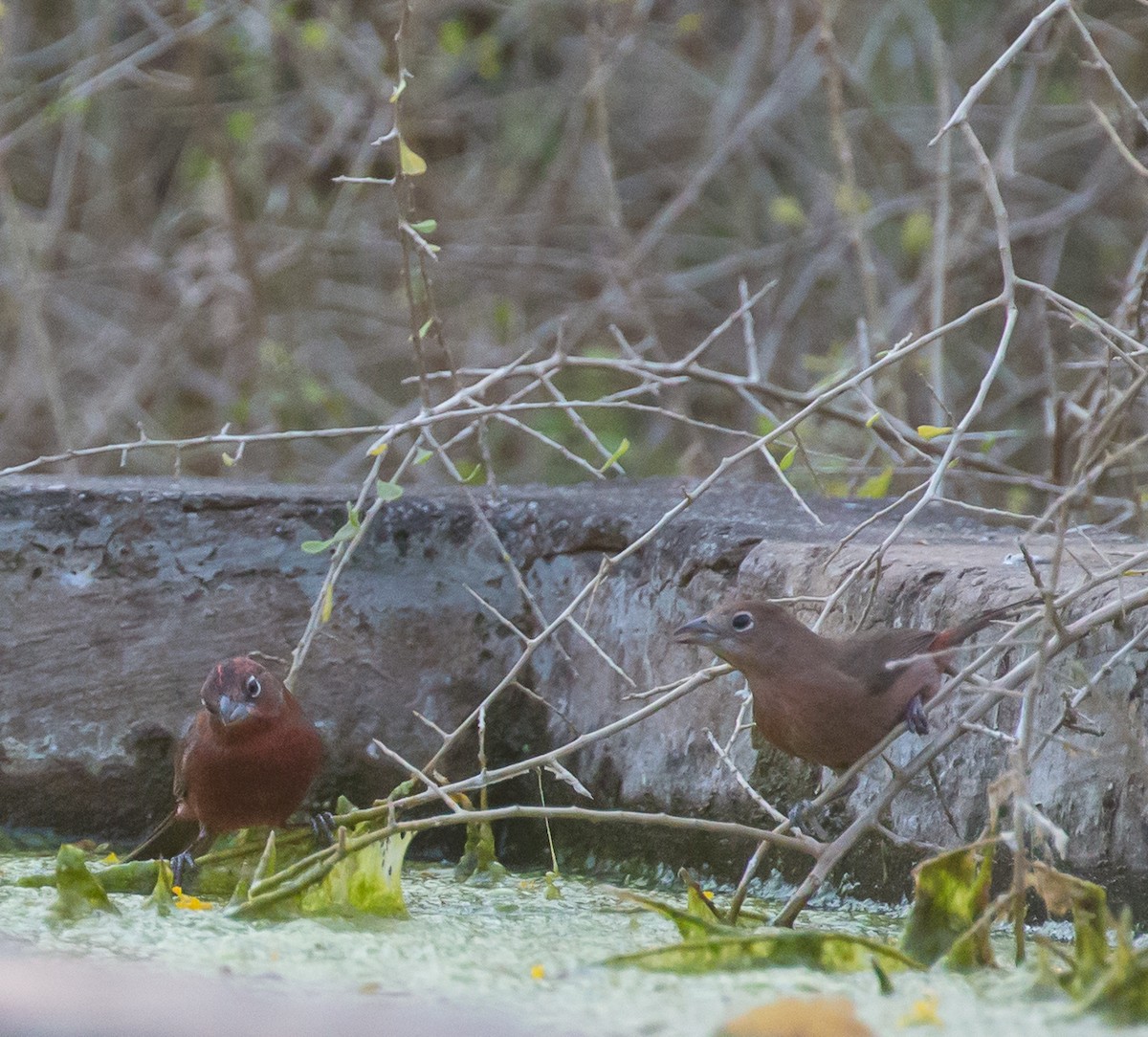 Red-crested Finch - ML79803211