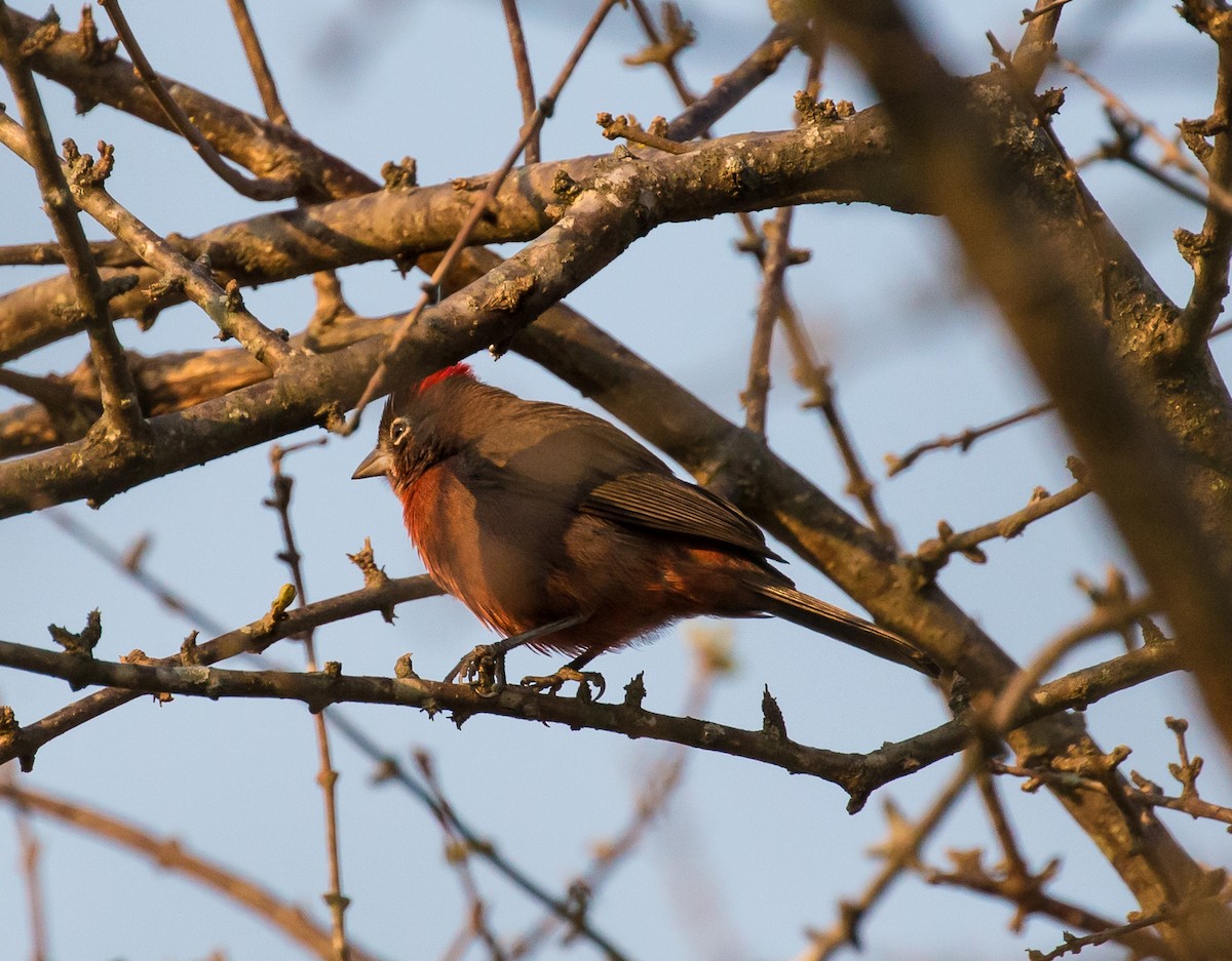Red-crested Finch - ML79803221