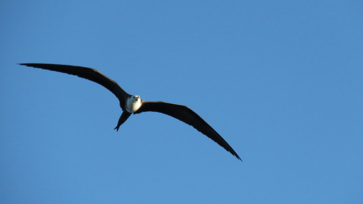 Magnificent Frigatebird - ML79803701