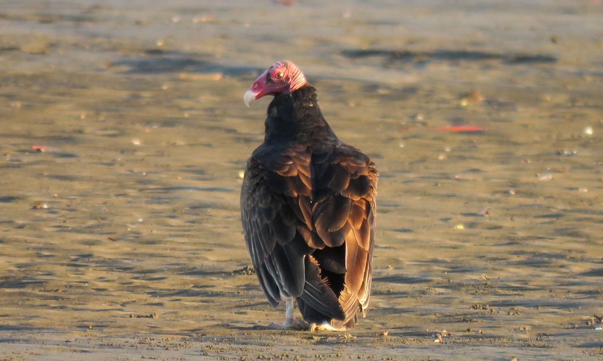 Turkey Vulture - ML79803771