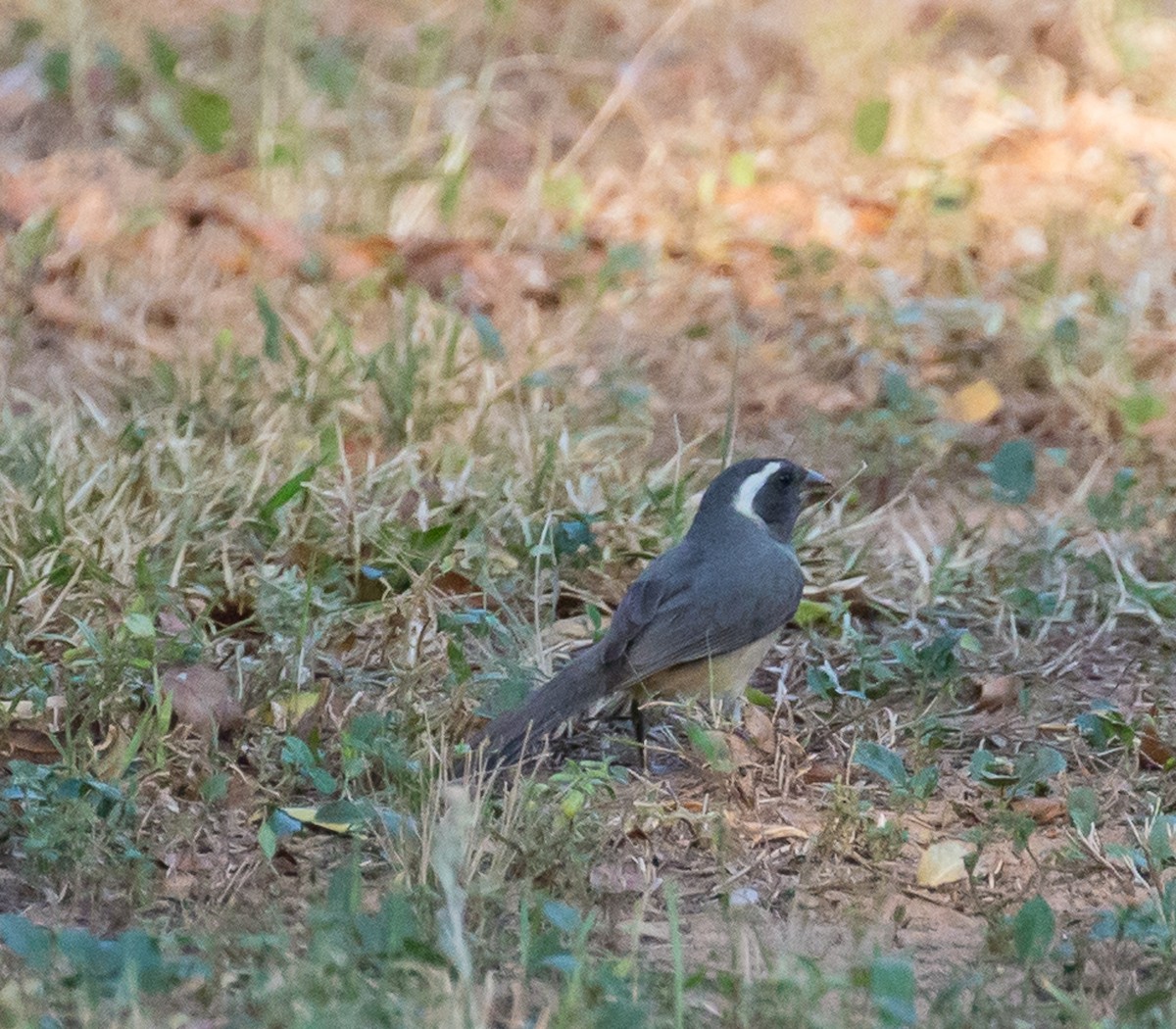 Golden-billed Saltator - Meg Barron