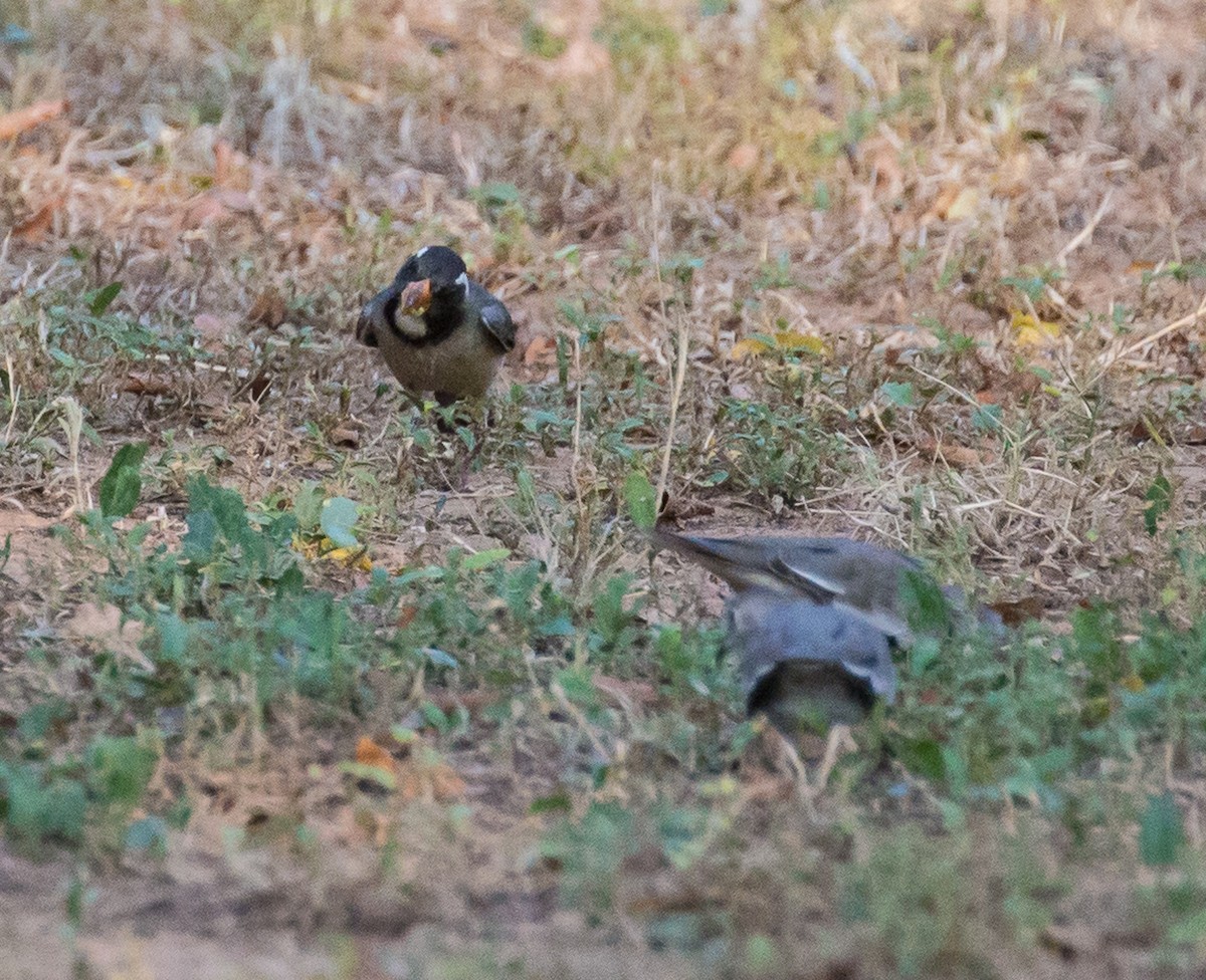 Golden-billed Saltator - ML79803841