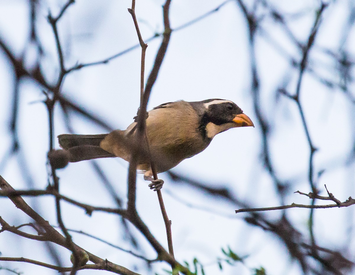 Golden-billed Saltator - ML79803851