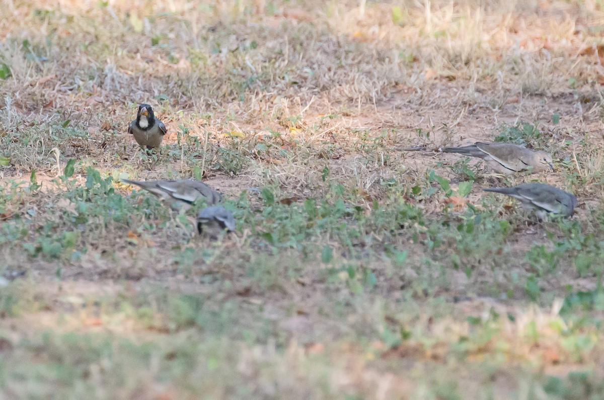 Golden-billed Saltator - ML79803861