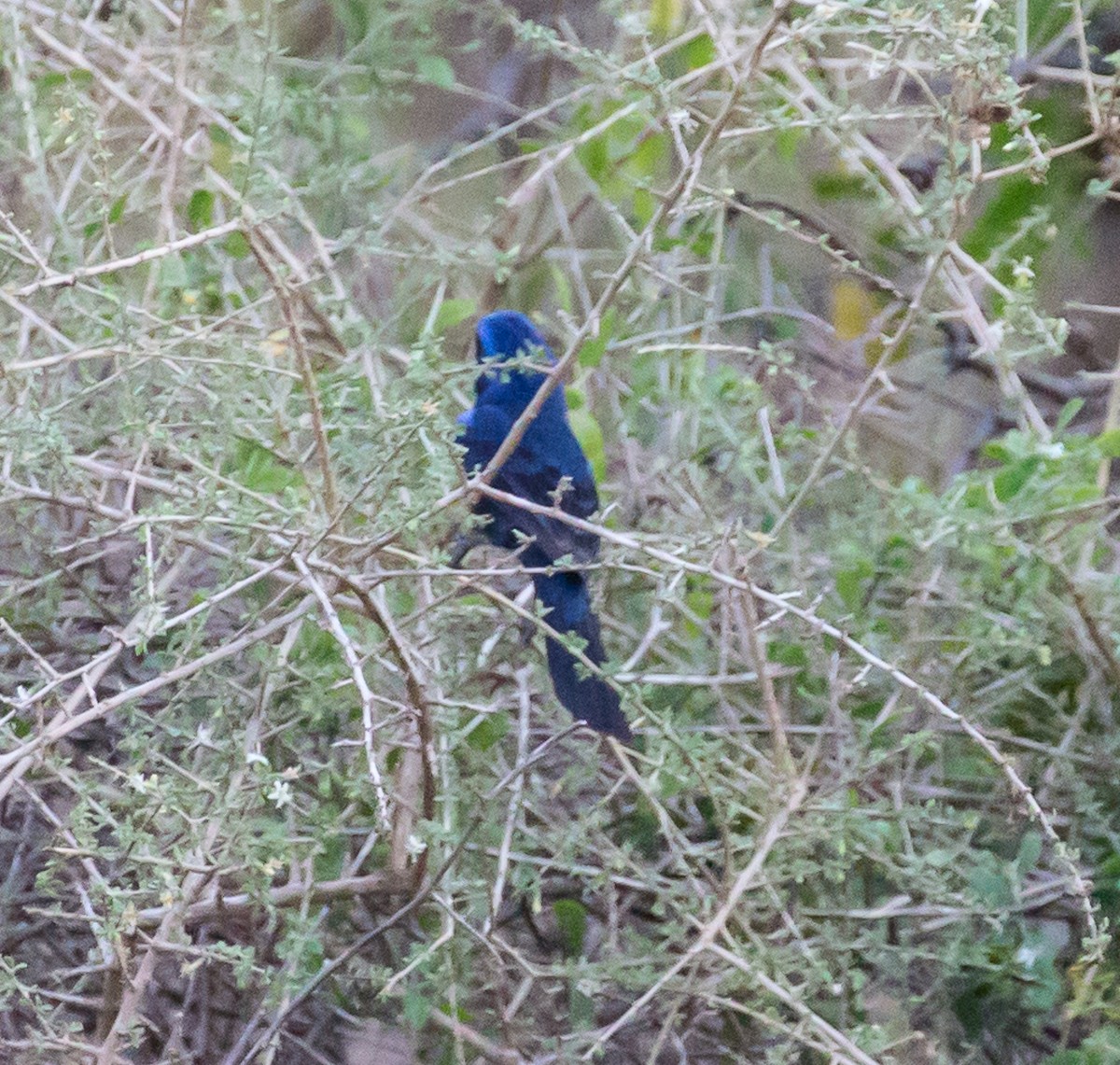 Ultramarine Grosbeak - ML79804021