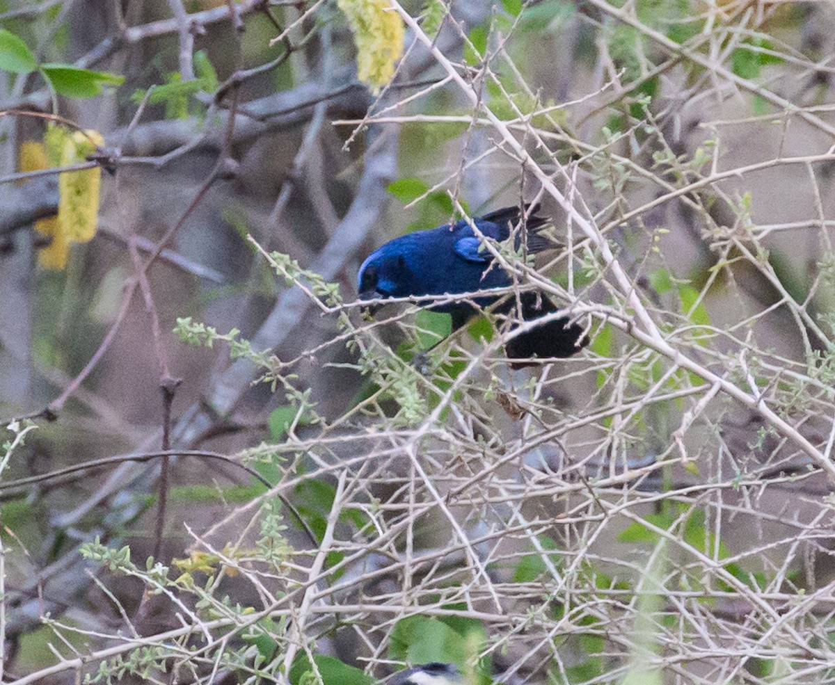 Ultramarine Grosbeak - ML79804041