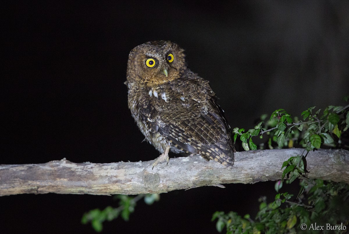 Bare-shanked Screech-Owl - Alex Burdo