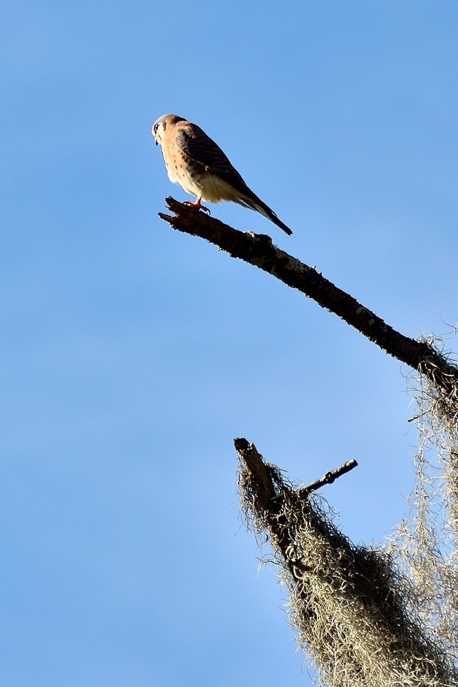 American Kestrel (Hispaniolan) - ML79804661