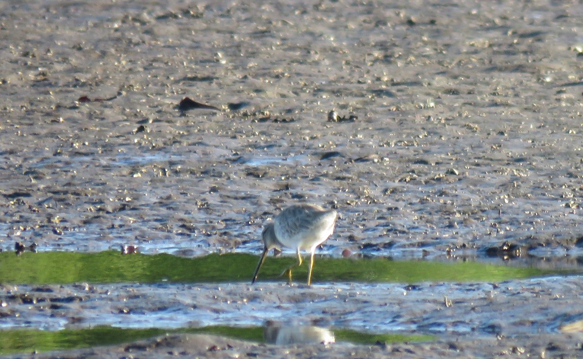 Short-billed Dowitcher - Jessie Stuebner