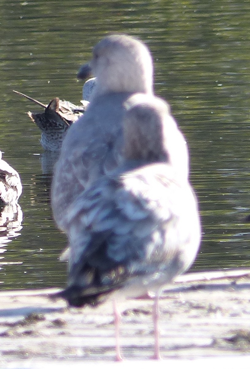 Goéland à ailes grises - ML79806871