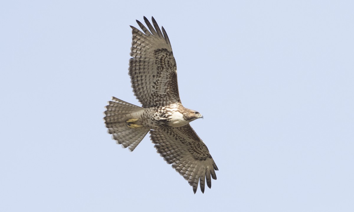 Red-tailed Hawk (calurus/alascensis) - ML79808321