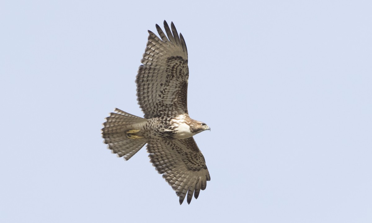 Red-tailed Hawk (calurus/alascensis) - Brian Sullivan