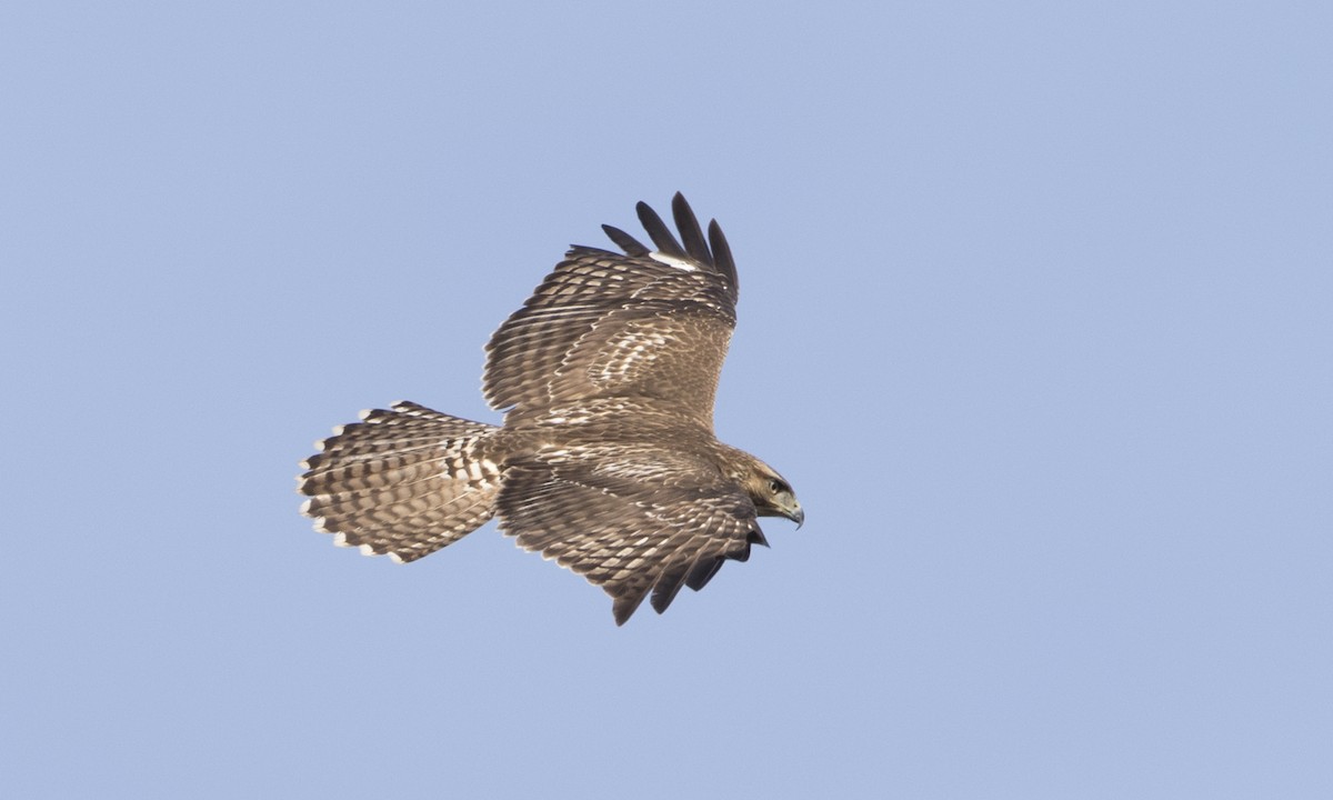 Red-tailed Hawk (calurus/alascensis) - Brian Sullivan