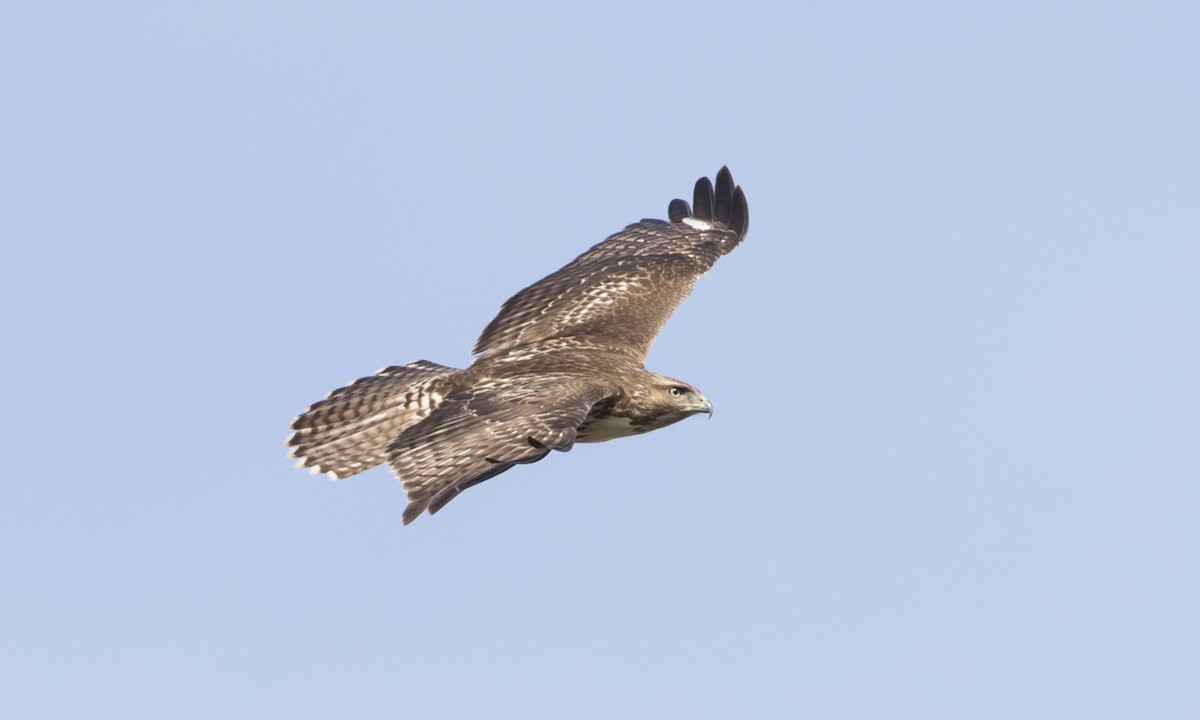 Red-tailed Hawk (calurus/alascensis) - Brian Sullivan