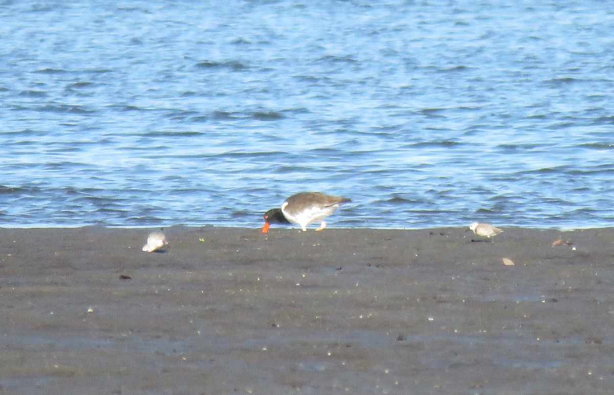 American Oystercatcher - ML79812041