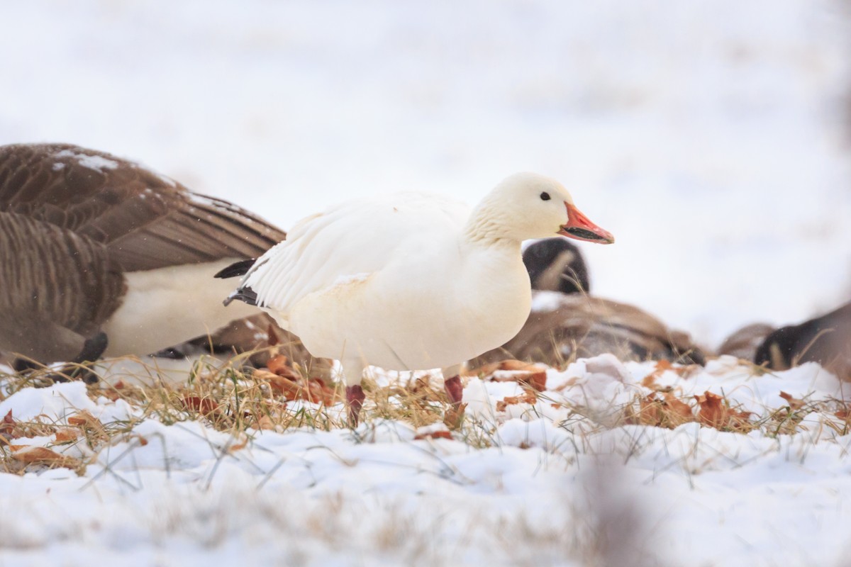 Snow Goose - ML79813141
