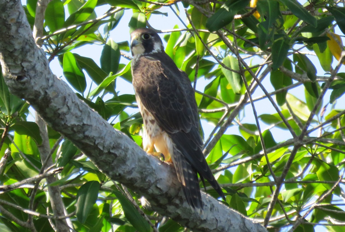 Halcón Peregrino - ML79815501