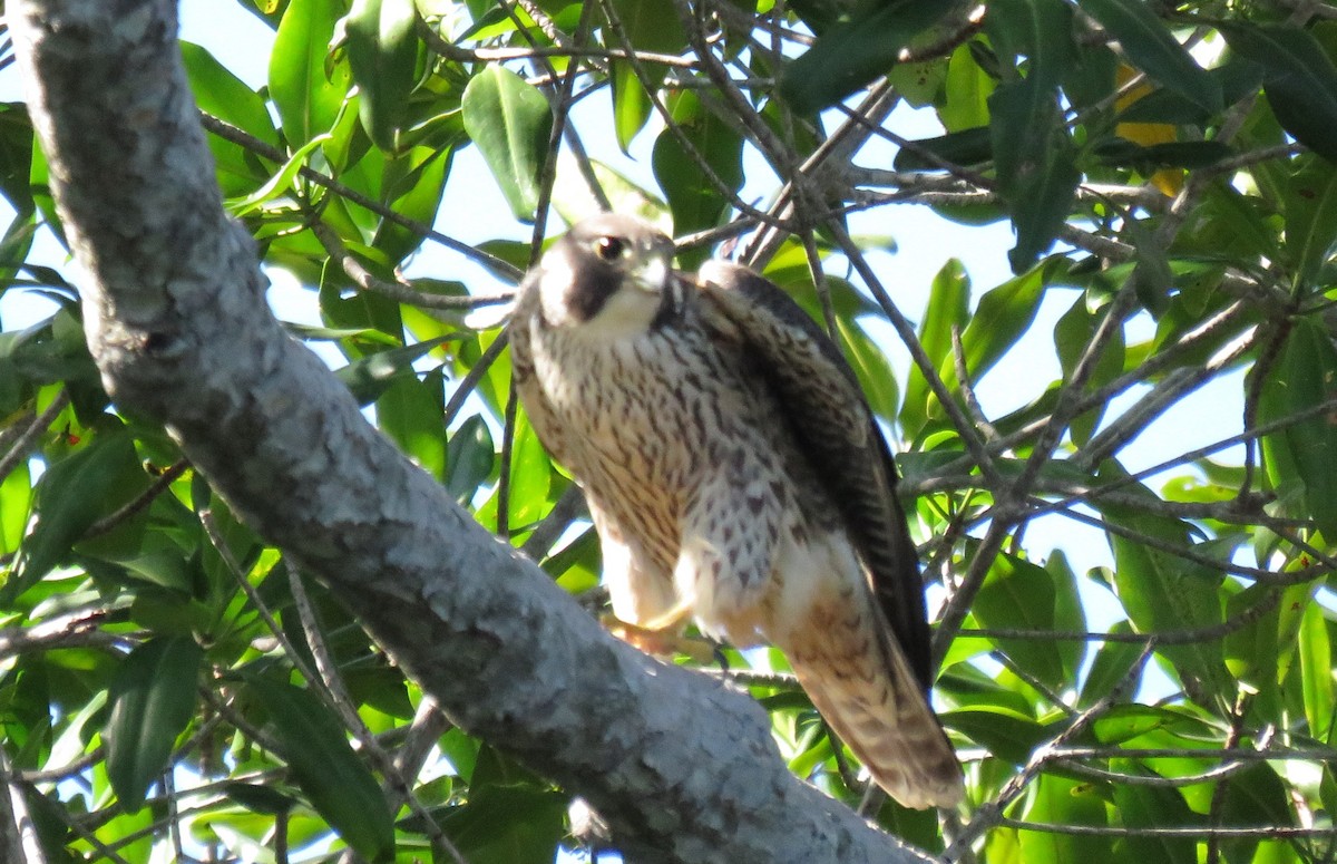 Peregrine Falcon - Jessie Stuebner