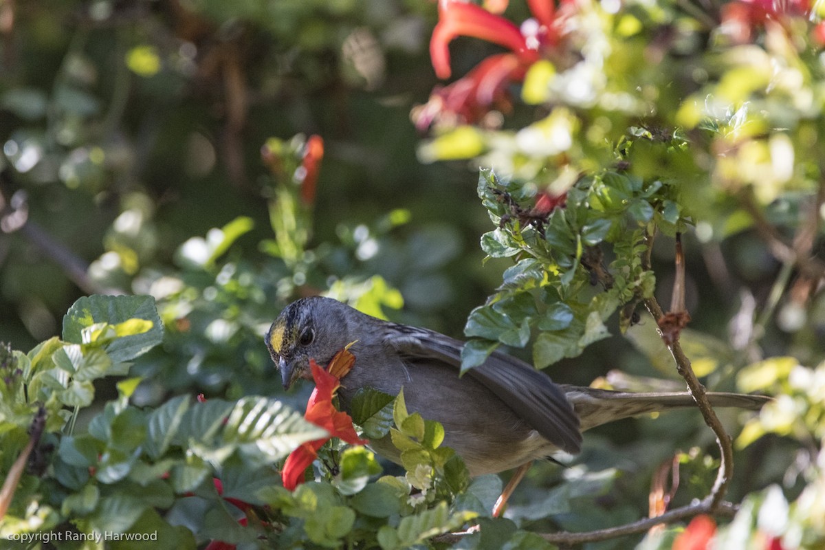 Golden-crowned Sparrow - Randy Harwood