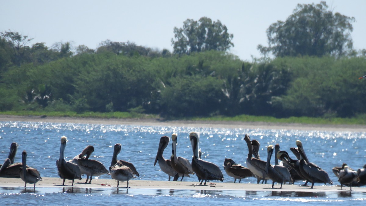 Brown Pelican - ML79816861