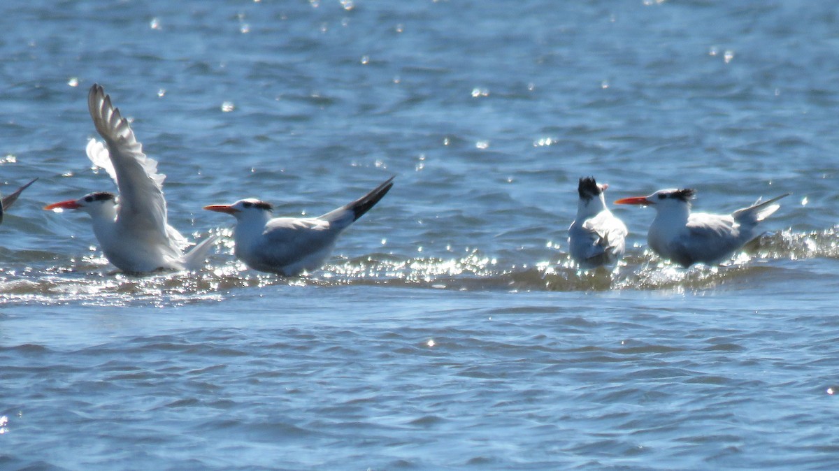 Royal Tern - ML79817011