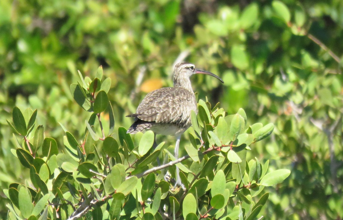 Regenbrachvogel - ML79817081