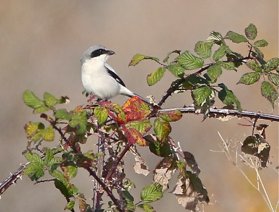 Loggerhead Shrike - Don Roberson