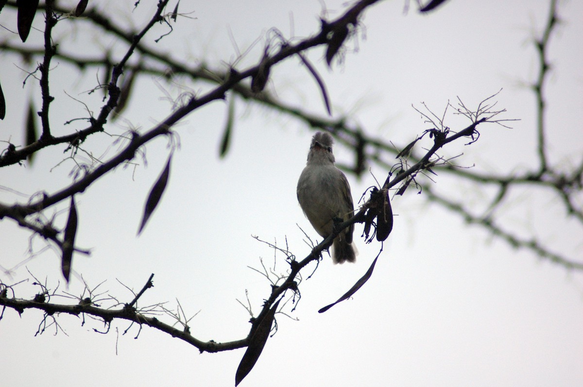 Tyranneau gris et blanc - ML79817891