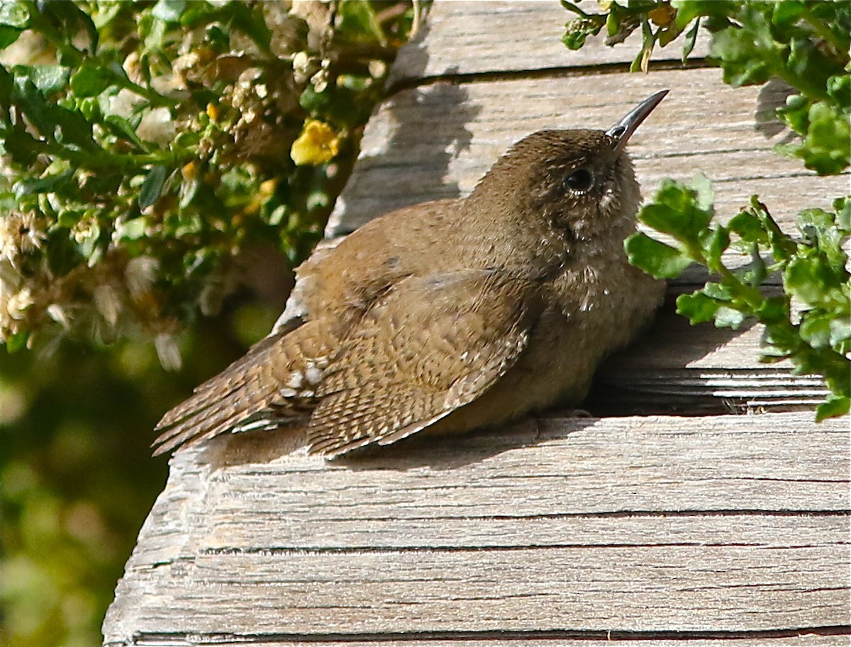 House Wren - ML79818201