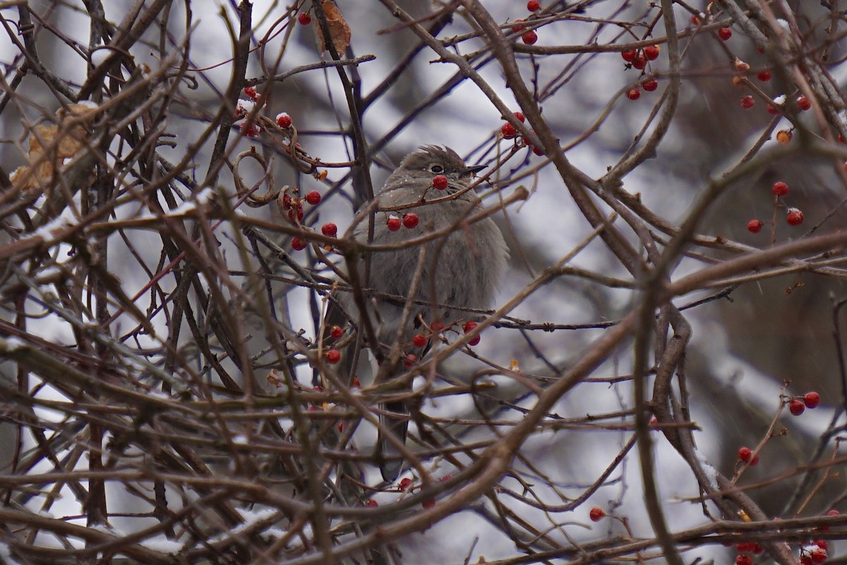 Townsend's Solitaire - ML79818431