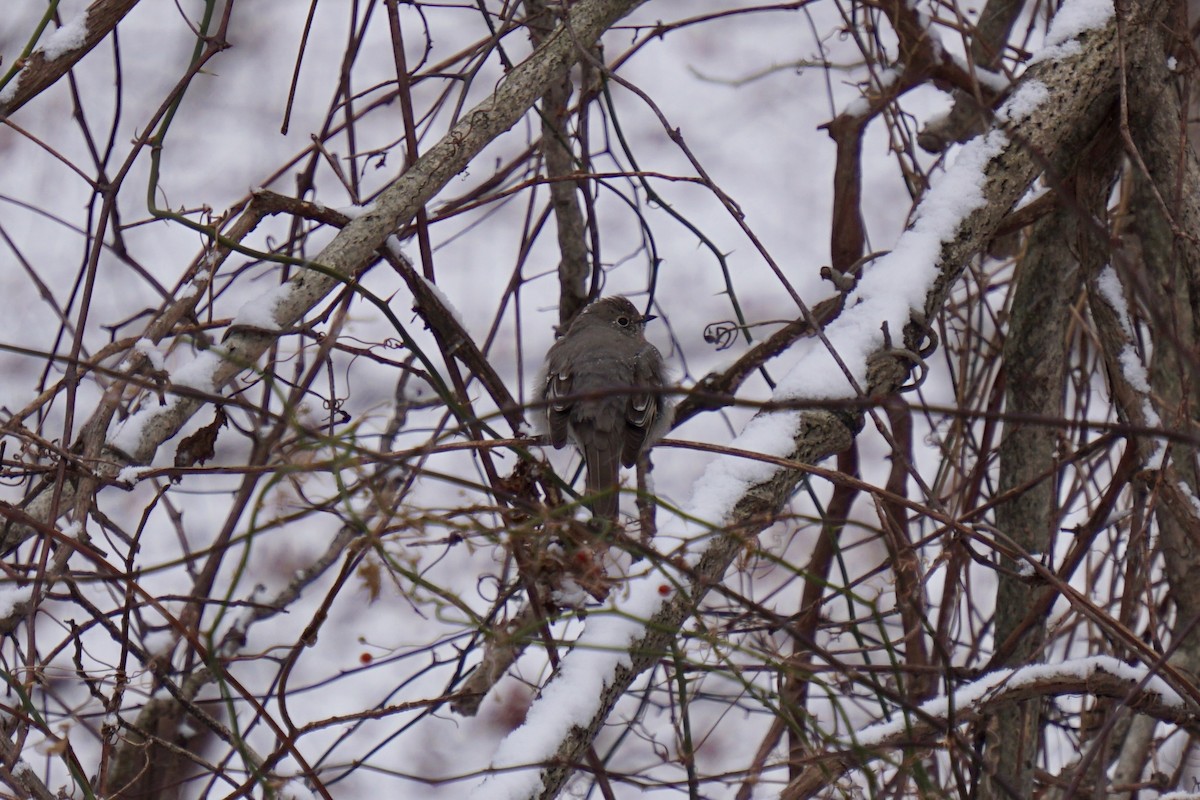 Townsend's Solitaire - ML79818441