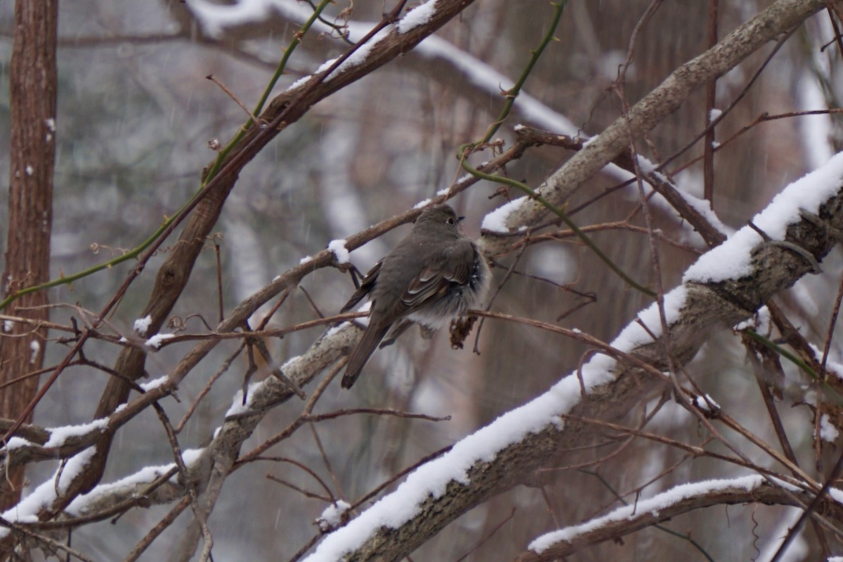 Townsend's Solitaire - ML79818451