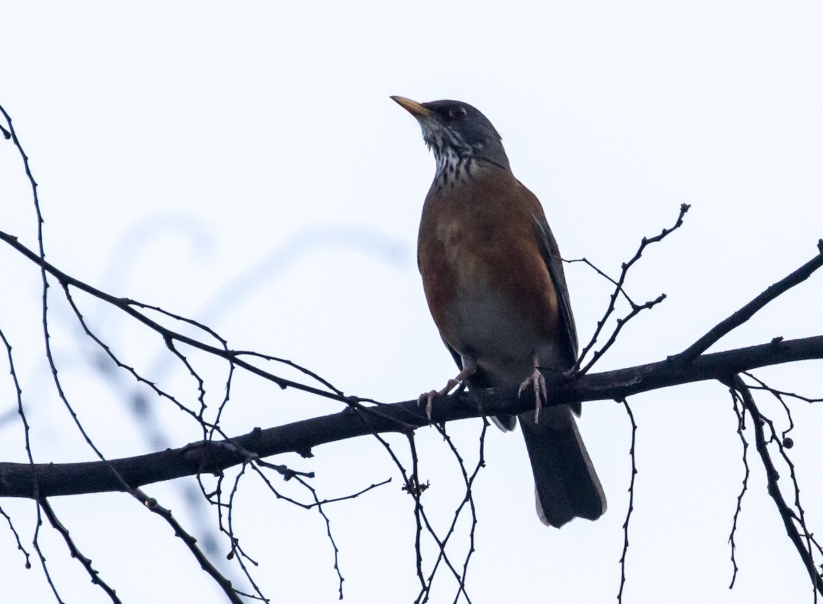 Rufous-backed Robin - ML79819631