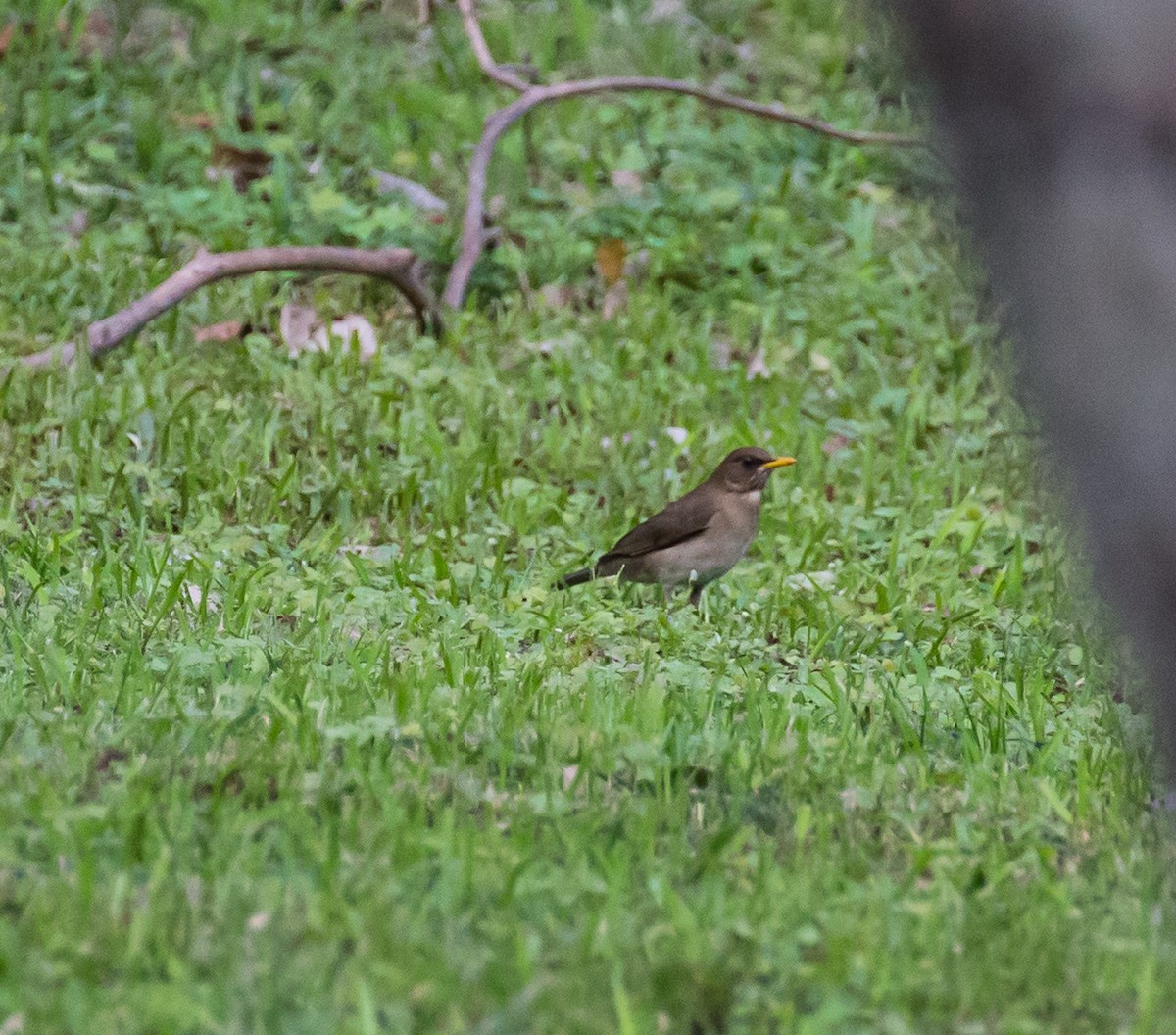 Creamy-bellied Thrush - Meg Barron