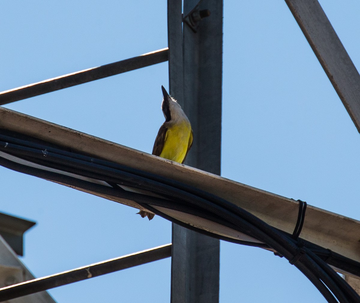 Great Kiskadee - ML79820651