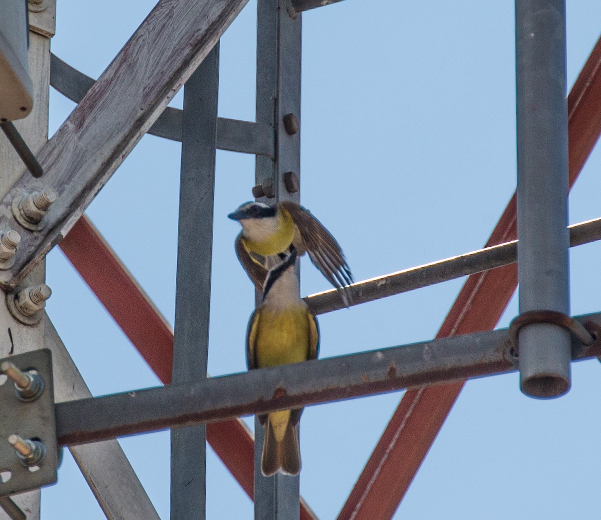 Great Kiskadee - ML79820661