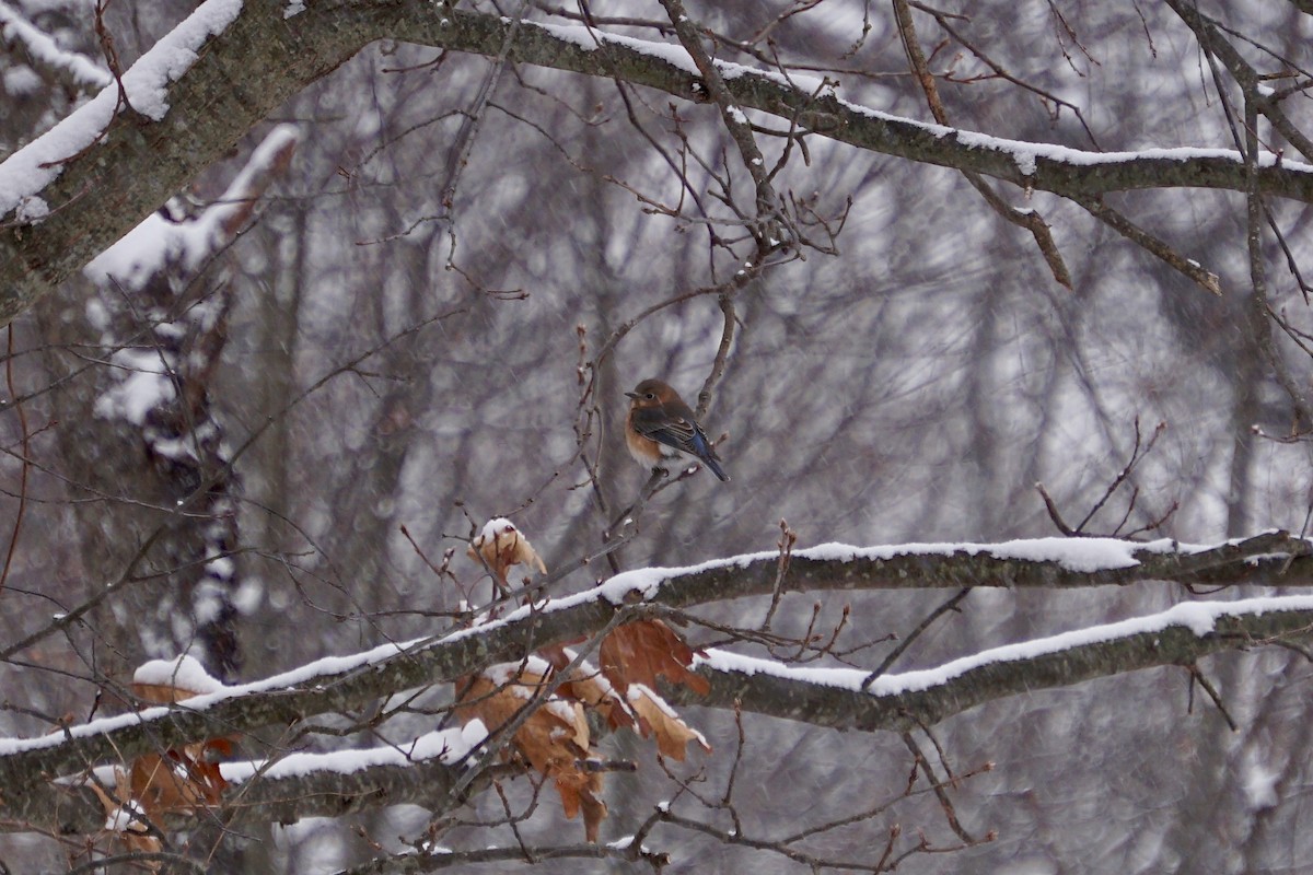 Eastern Bluebird - ML79820781