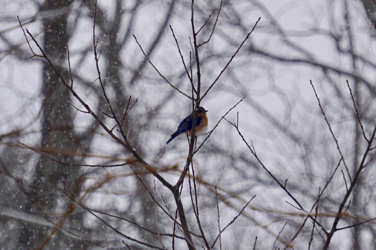 Eastern Bluebird - ML79820801