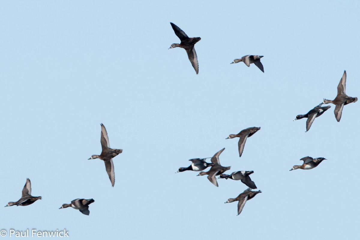 Ring-necked Duck - Paul Fenwick