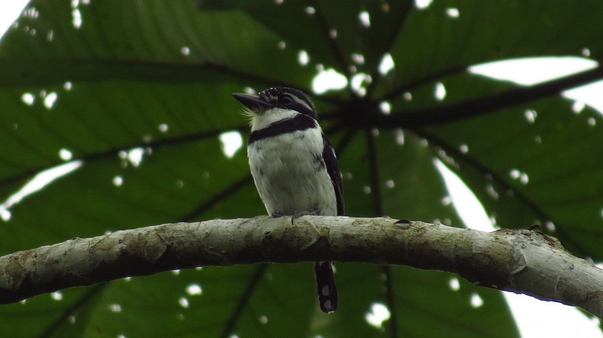 Pied Puffbird - ML79822601