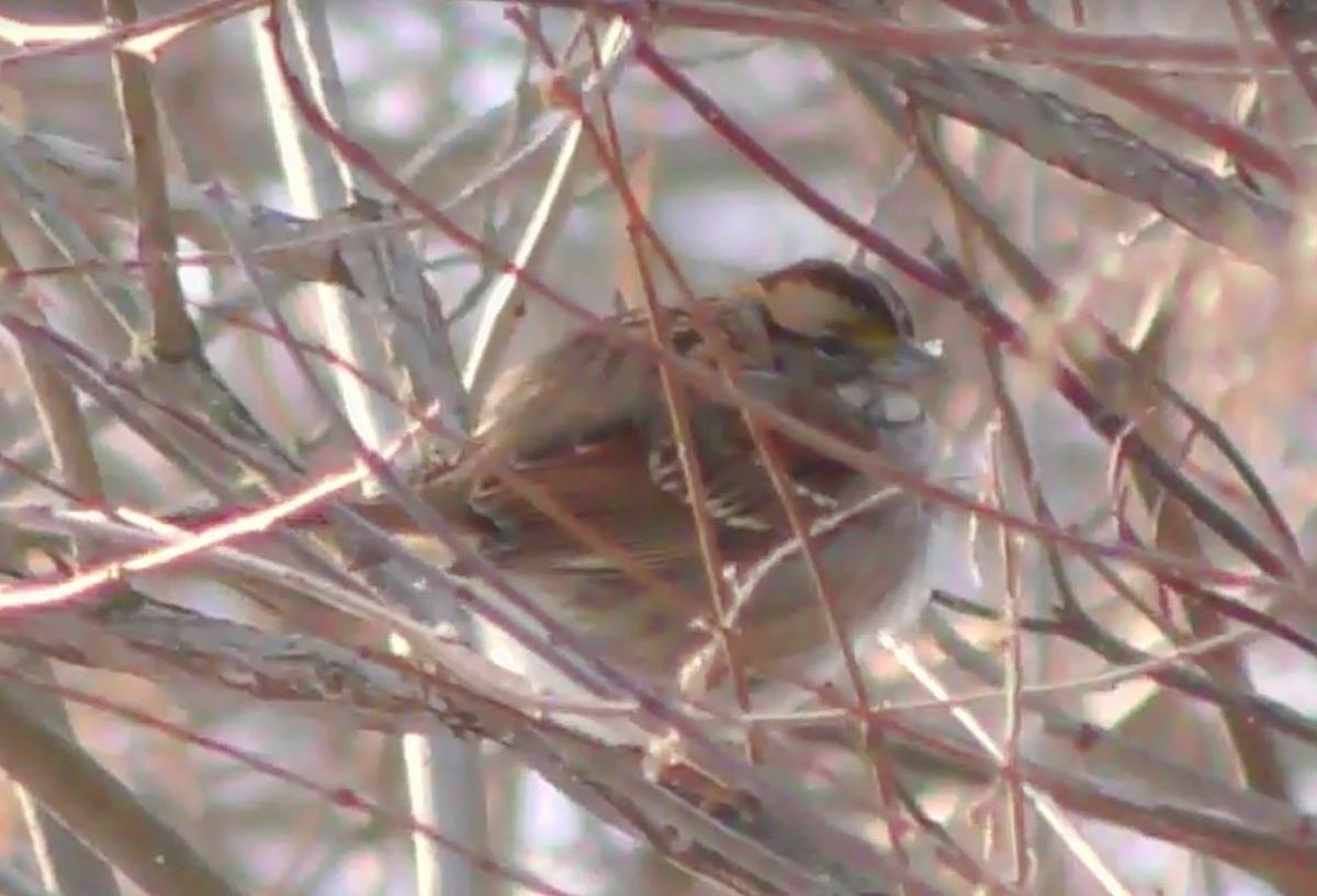 White-throated Sparrow - Ferris Akel