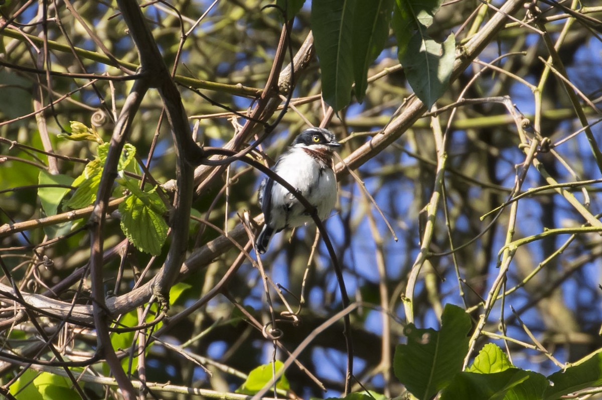 Chinspot Batis - Michael Todd