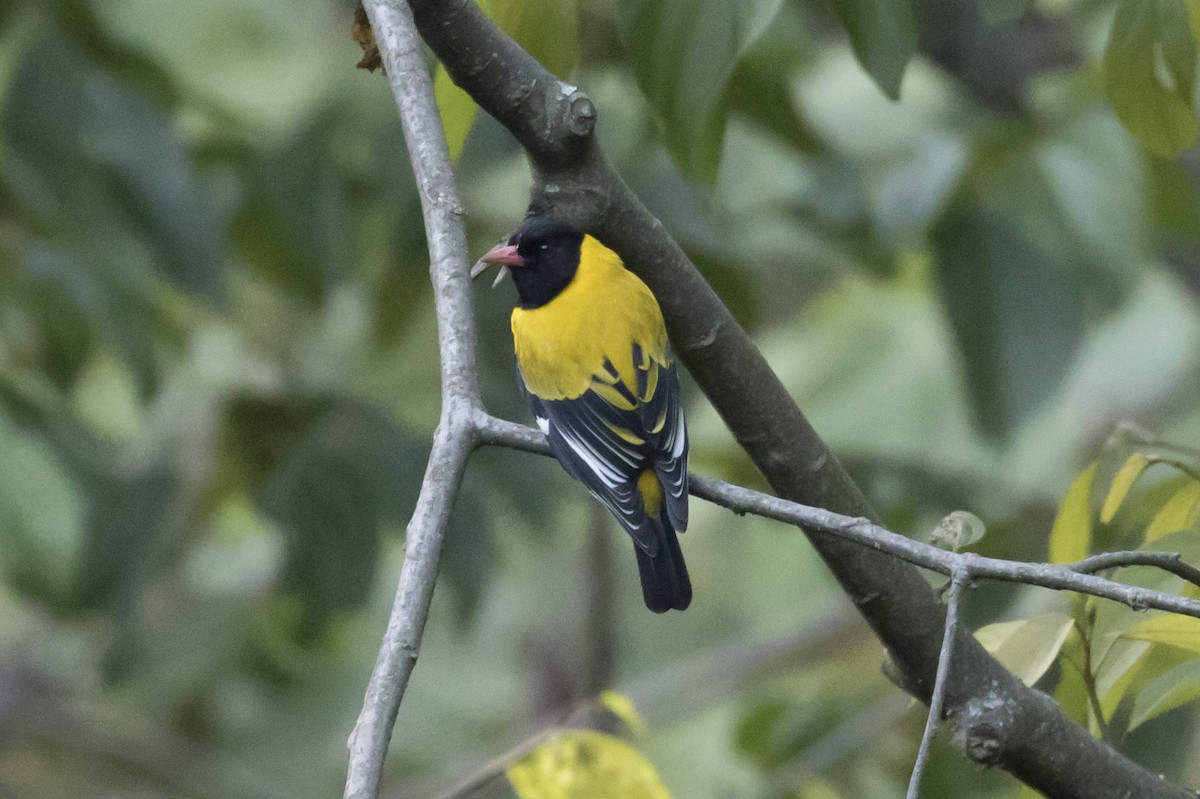 Black-tailed Oriole - Michael Todd