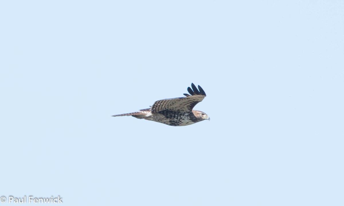 Red-tailed Hawk (calurus/alascensis) - Paul Fenwick