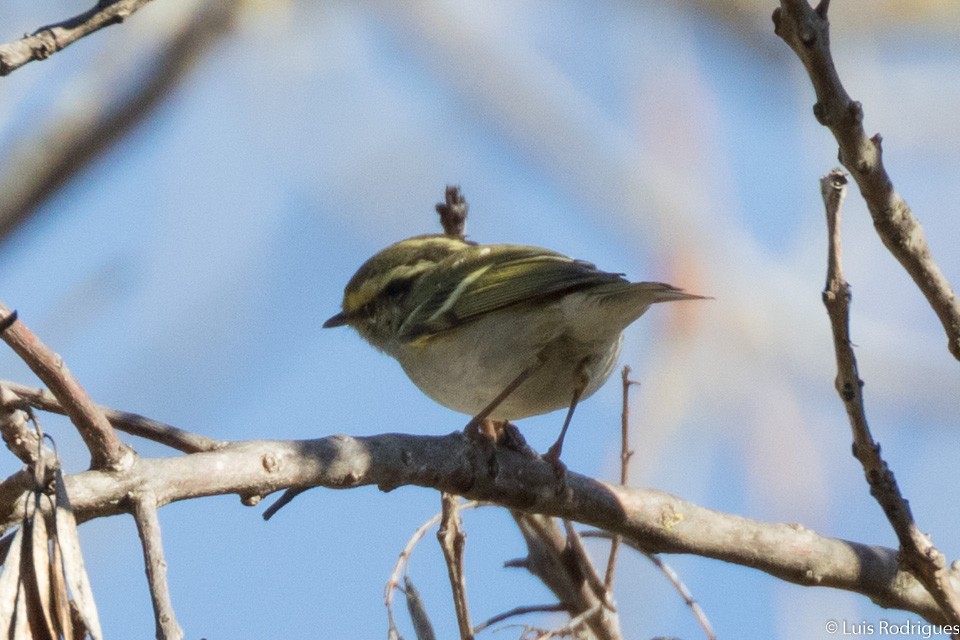 Pallas's Leaf Warbler - ML79826561