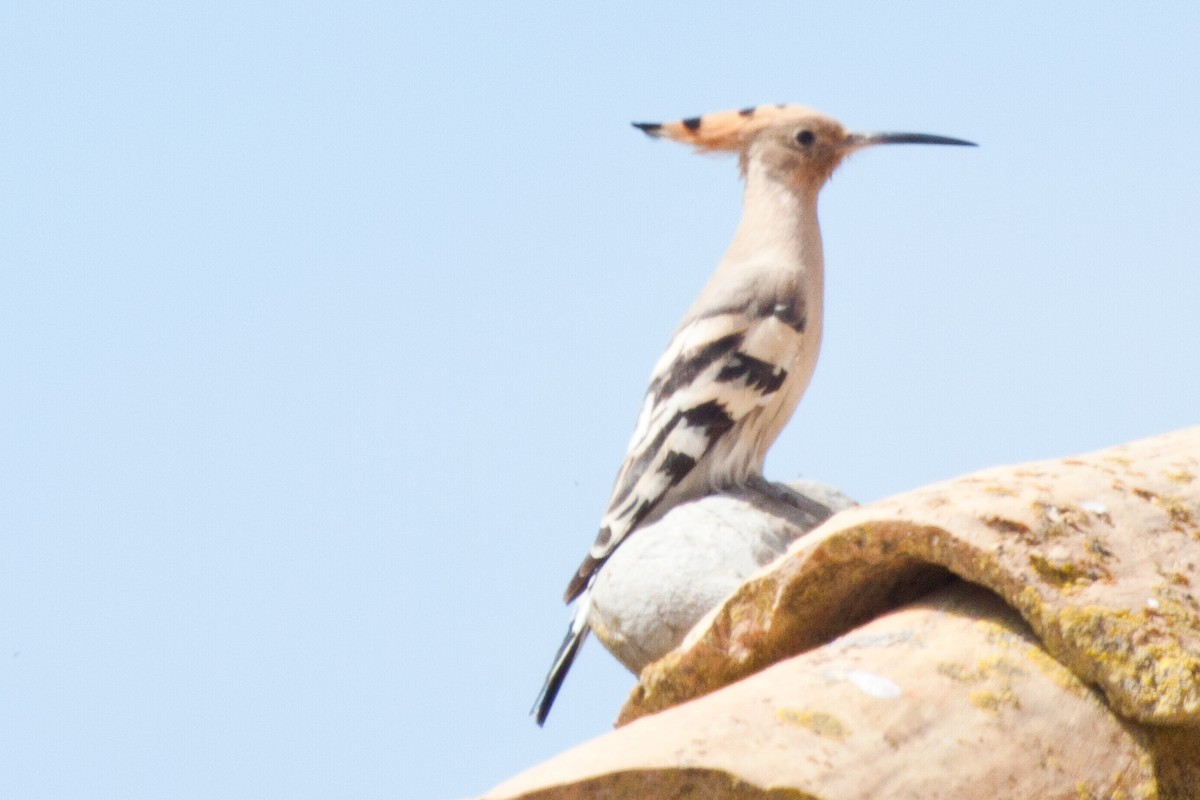 eBird Checklist - 28 Apr 2017 - Aguilon - 17 species
