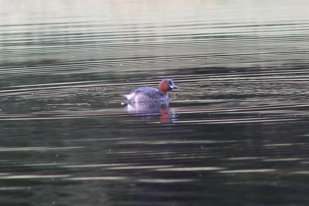 Little Grebe (Little) - John O'Brien