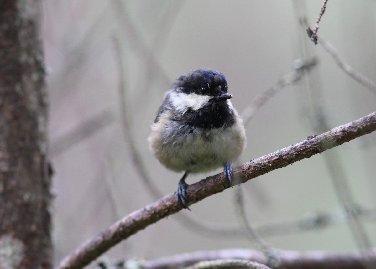 Coal Tit (British) - ML79829811